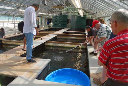 Catching fish for their new owners to take home