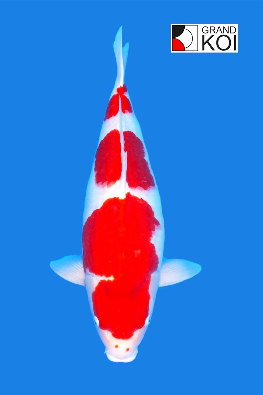 Kohaku