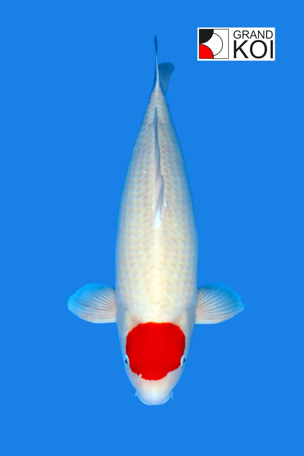 Tancho Kohaku