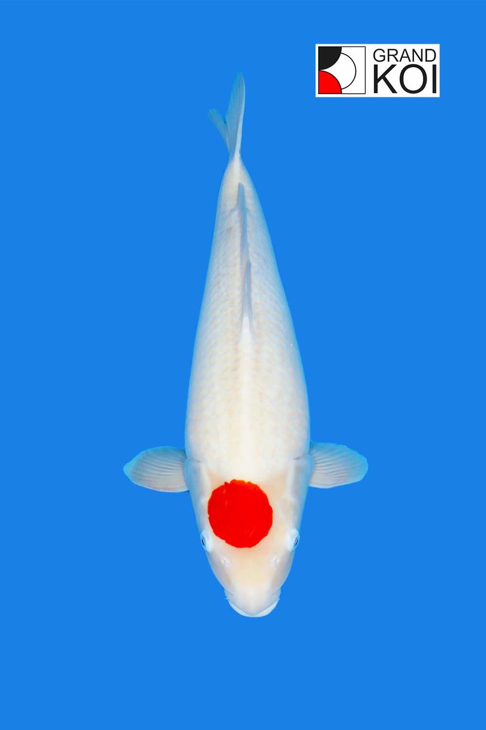 Tancho Kohaku