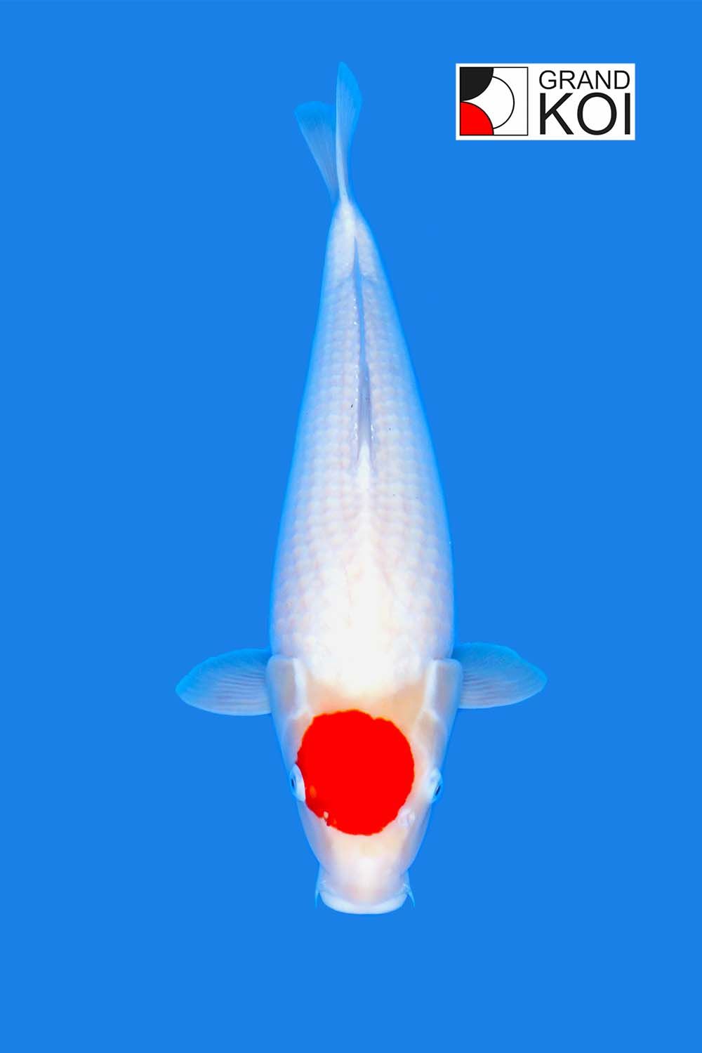 Tancho Kohaku