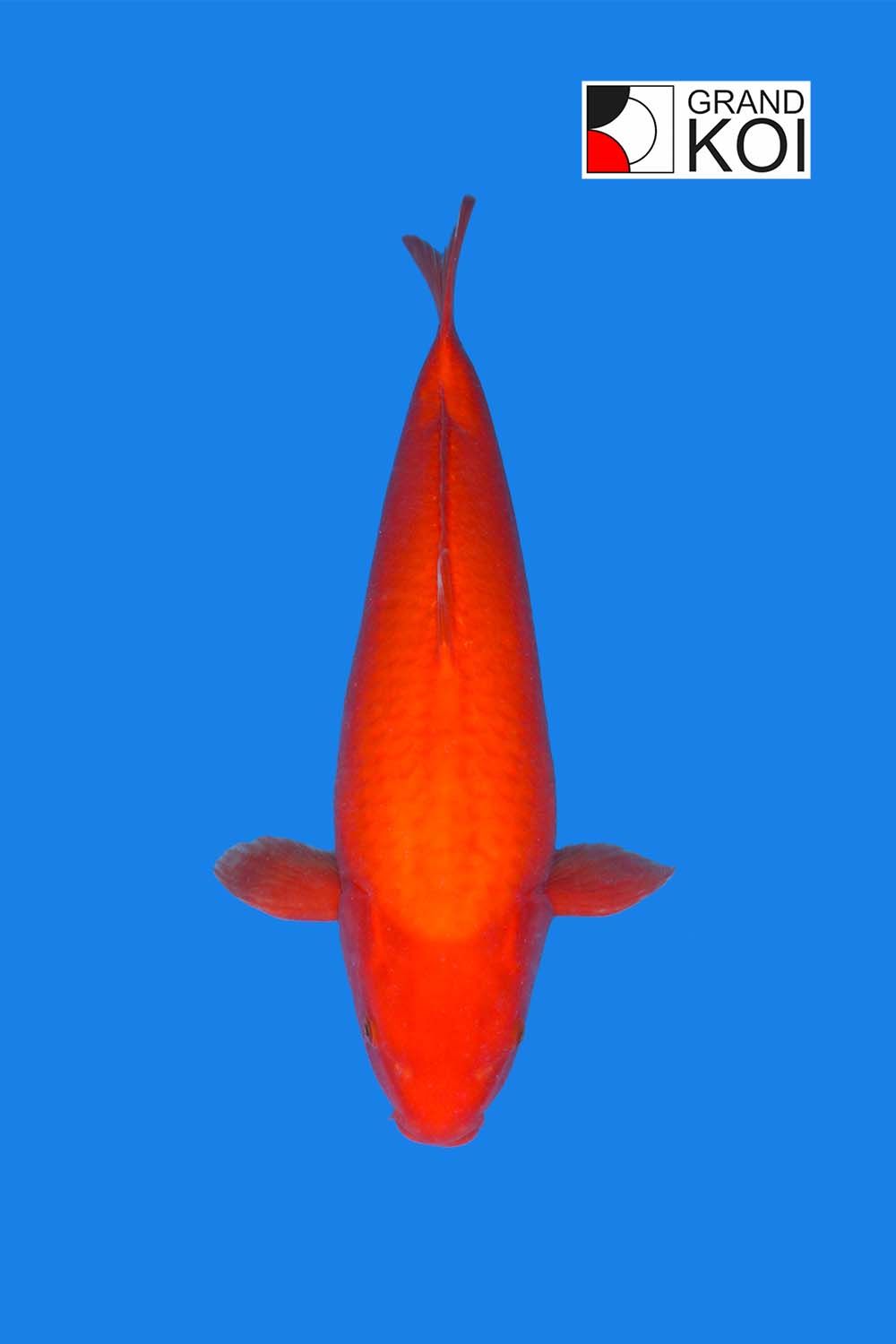 Benigoi