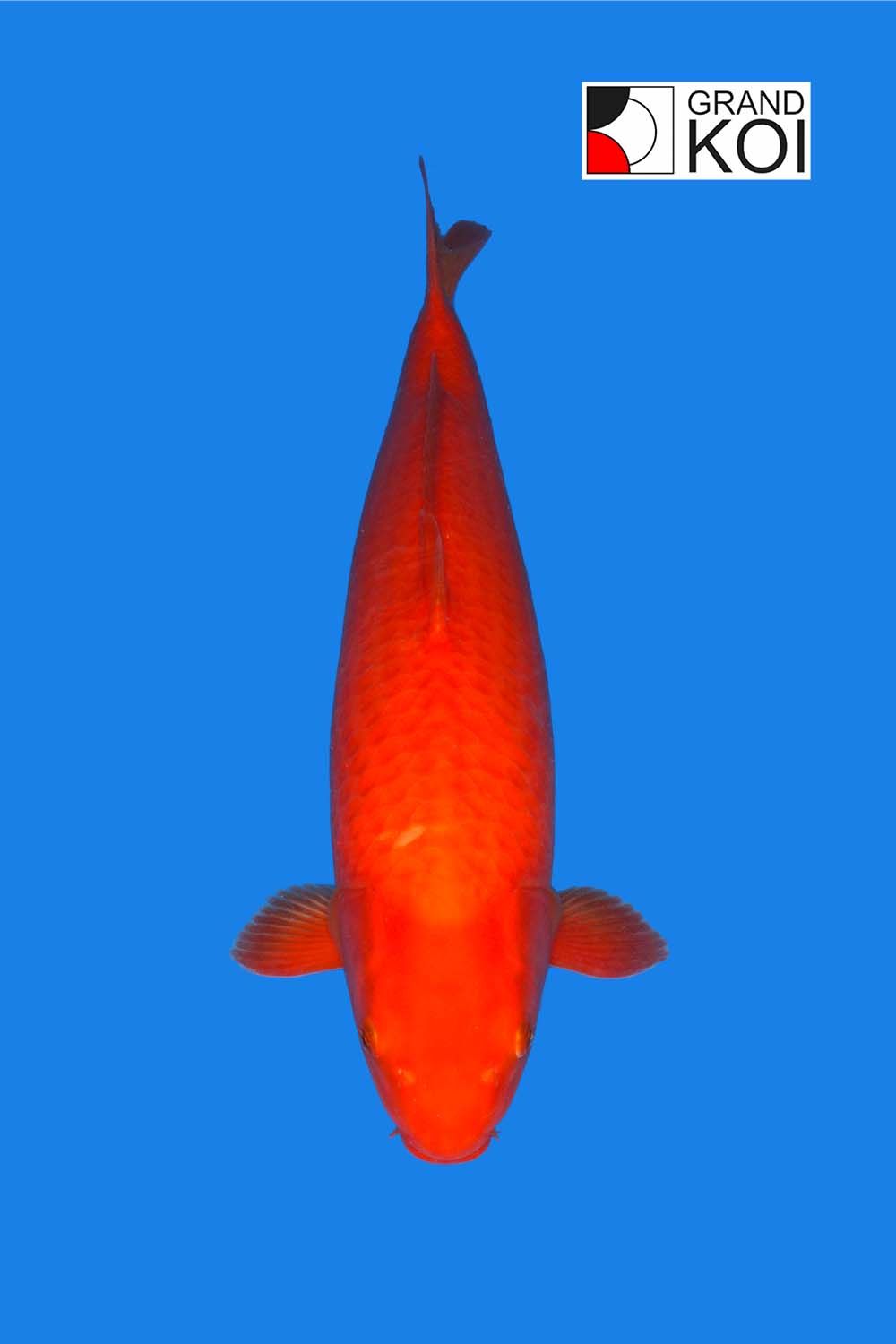 Benigoi