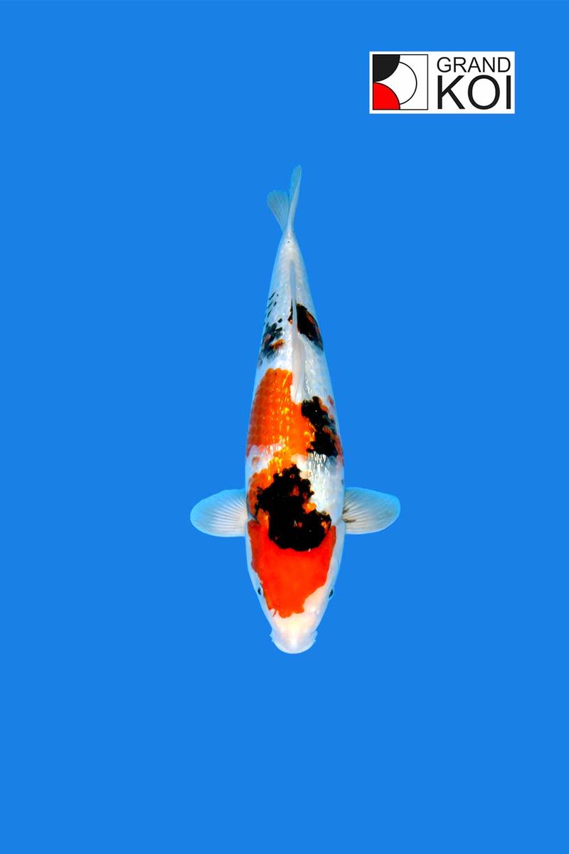 Gin Rin Showa