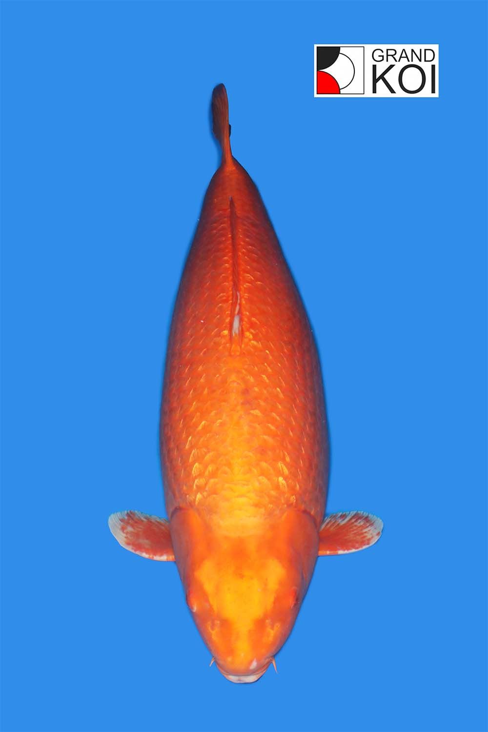 Gin Rin Benigoi- SOLD