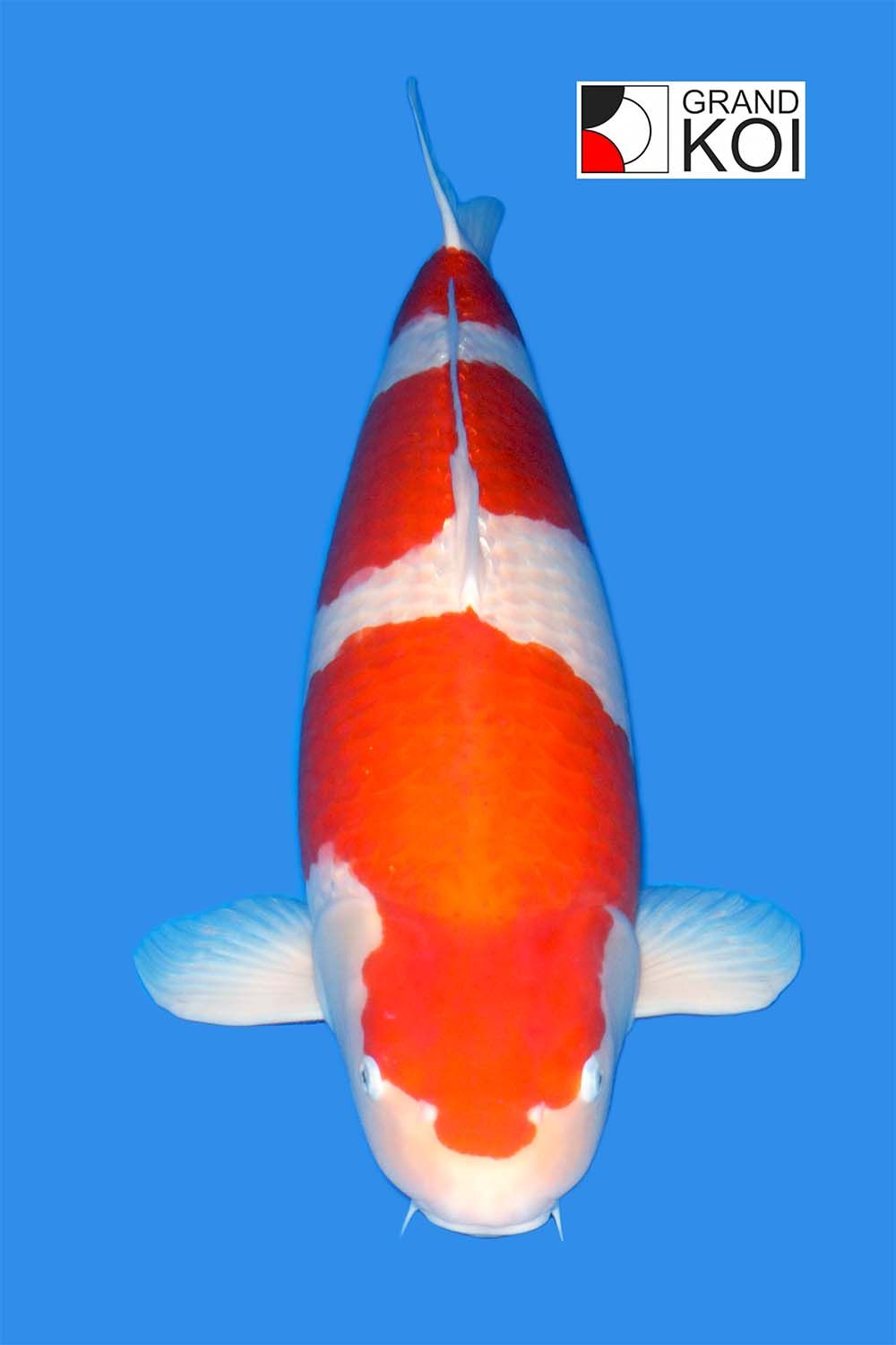 Kohaku- SOLD