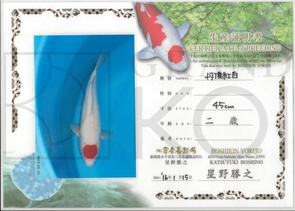 Tancho Kohaku-0007 - Image 2