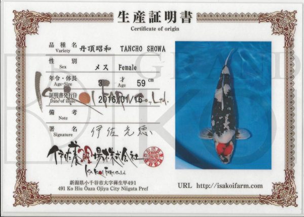 Tancho Showa - DIED - Image 2