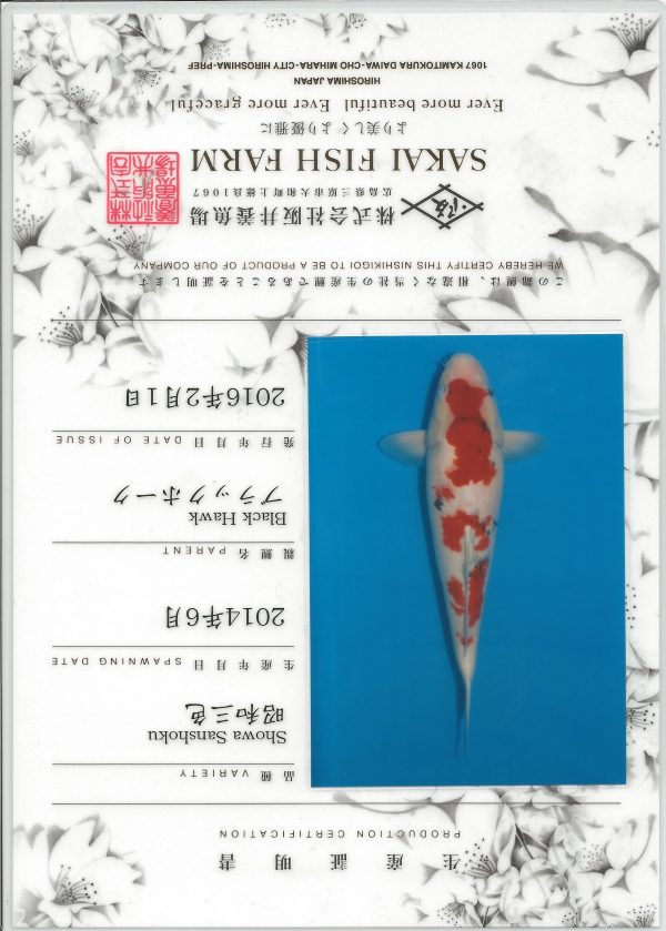 Showa -------------- - Image 2