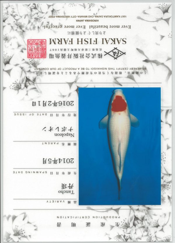 Tancho Kohaku - Image 2