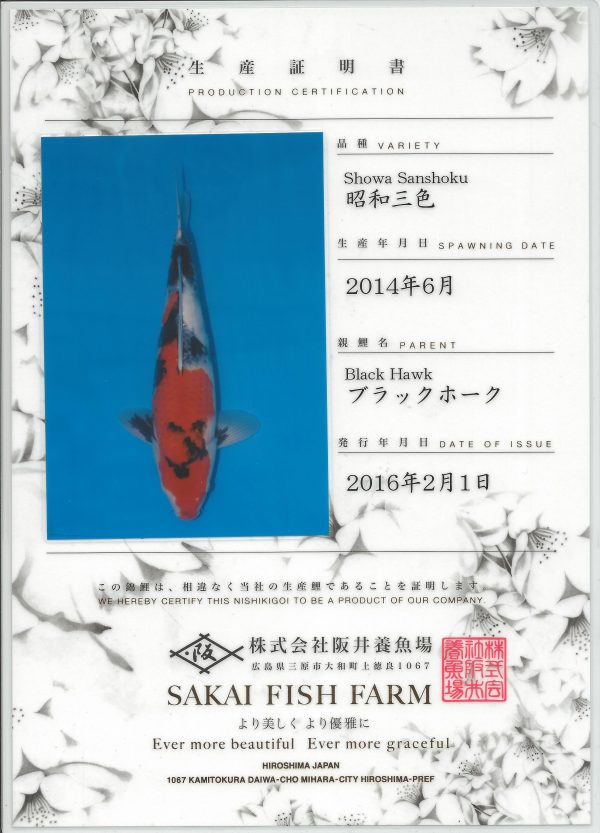 Showa Died - Image 2
