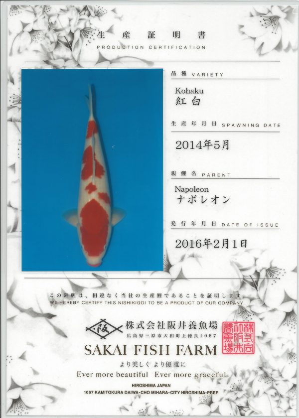 Kohaku - Image 2