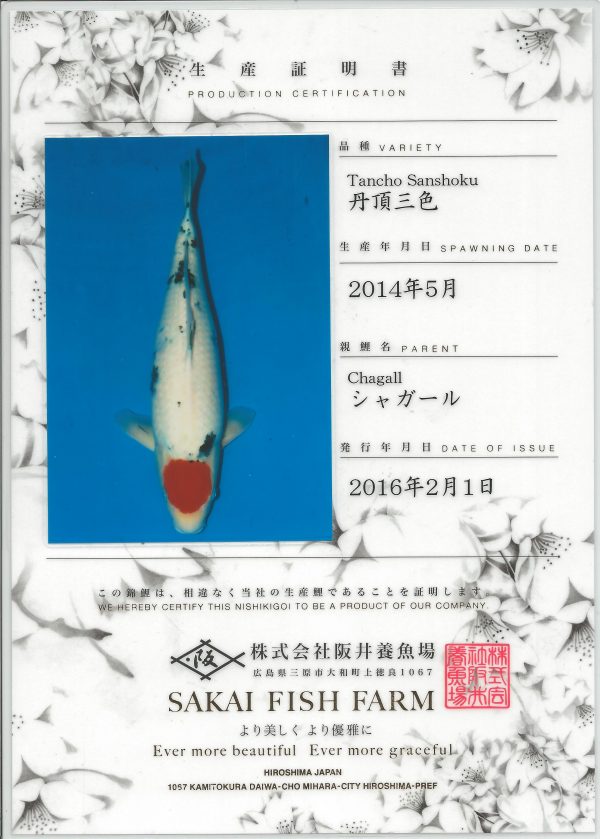 Tancho Sanke DIED - Image 2