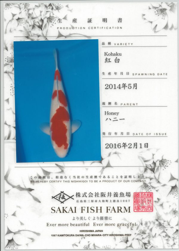 Kohaku - Image 2