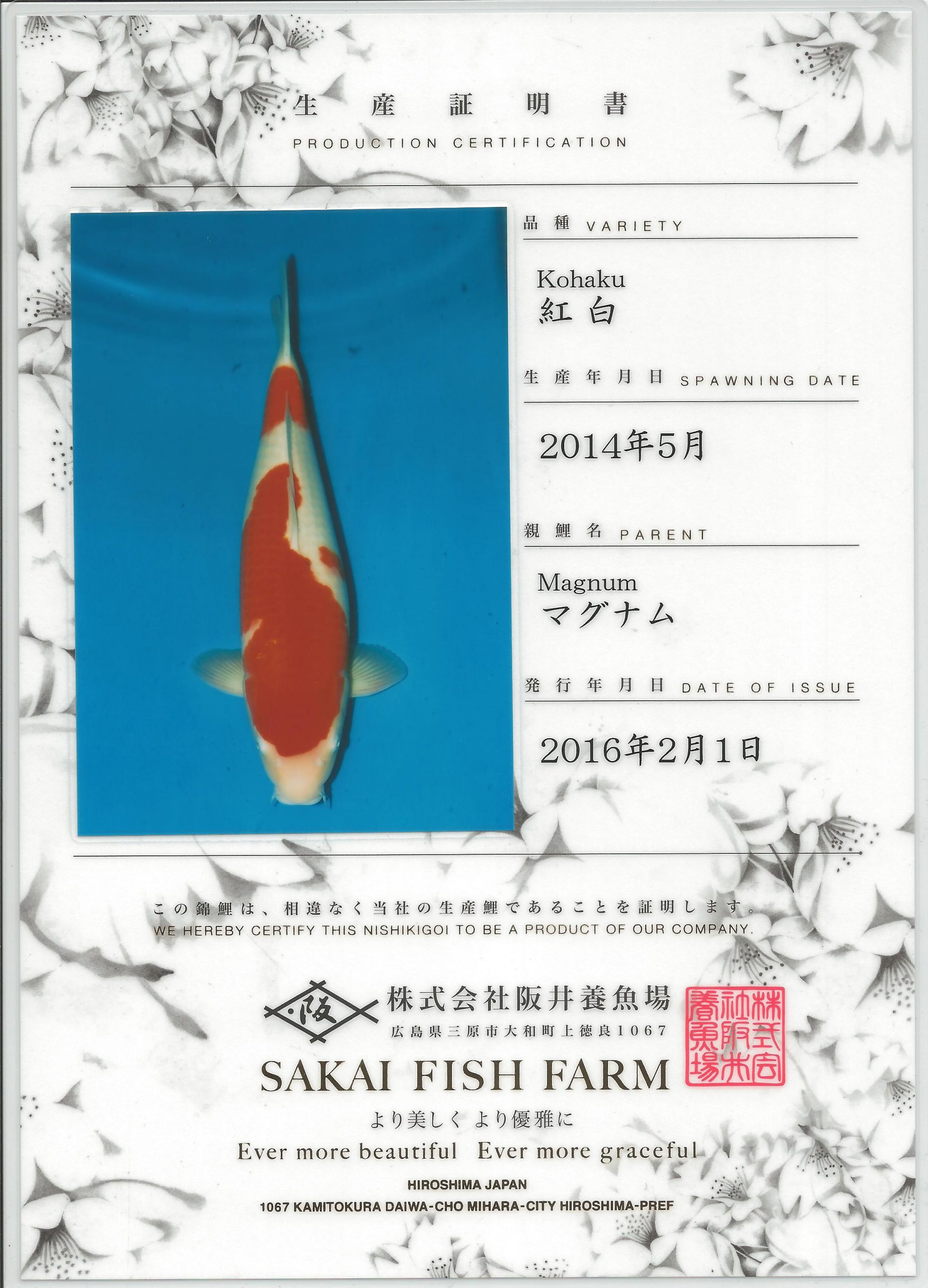 Kohaku - Grand Koi, LLC