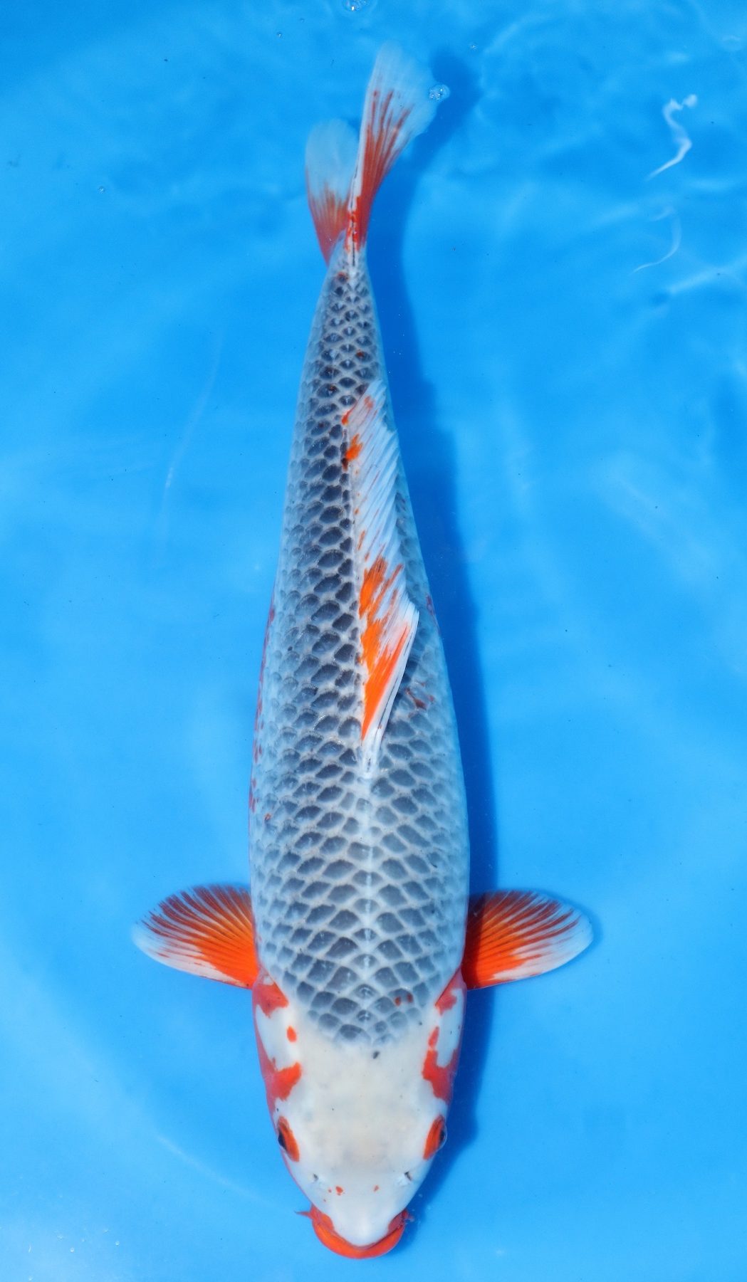 Asagi Blue SOLD Grand Koi, LLC