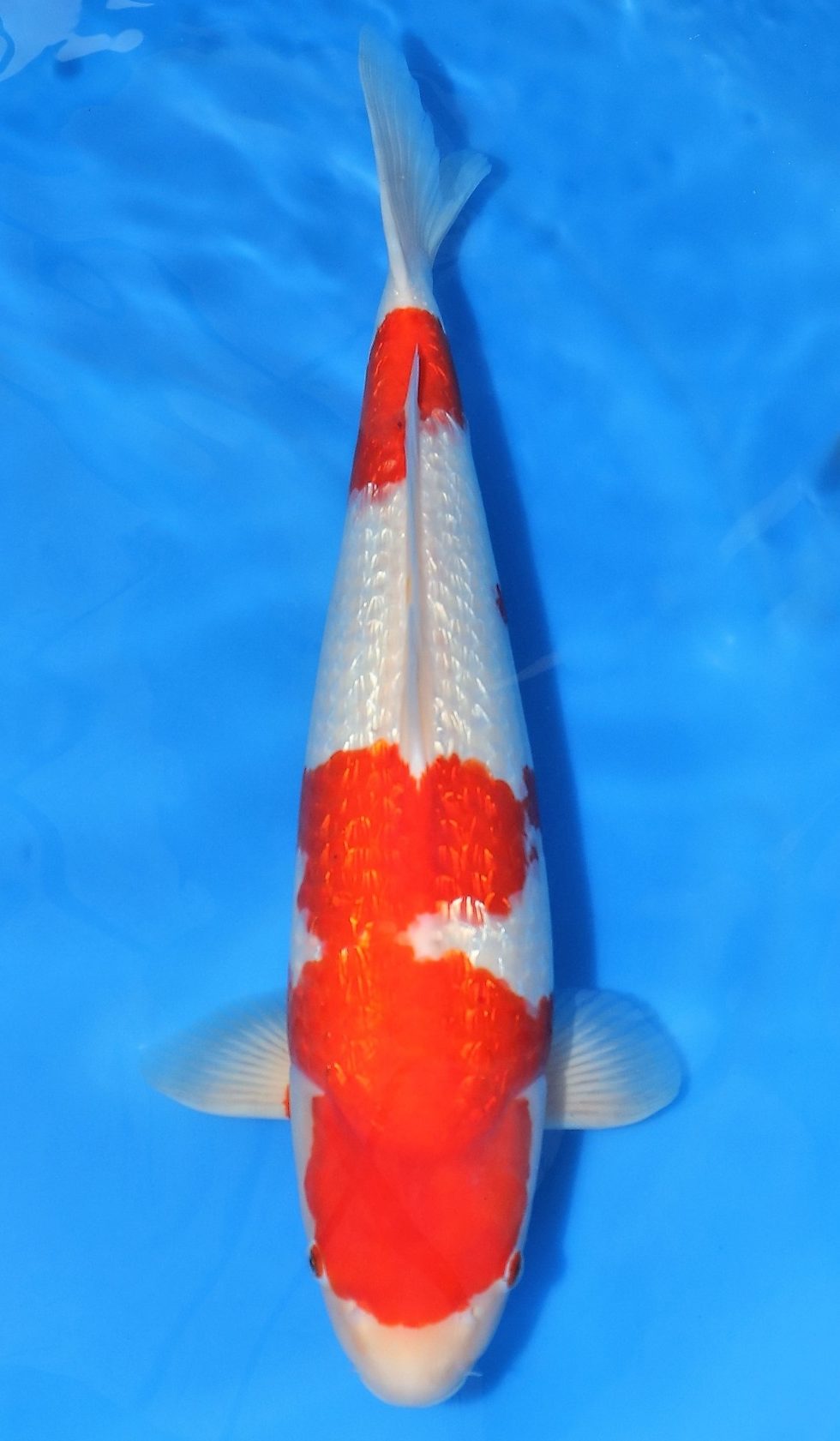 Gin Rin Kohaku SOLD NCC - Grand Koi, LLC