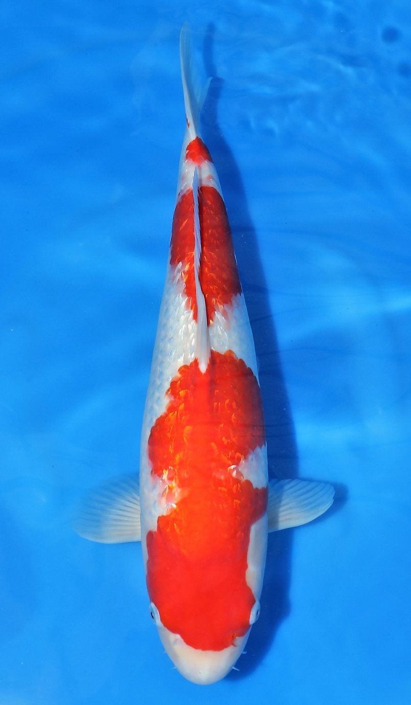 Gin Rin Kohaku - Grand Koi, LLC