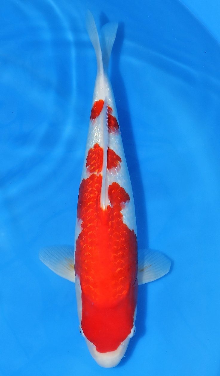 Gin Rin Kohaku SOLD - Grand Koi, LLC
