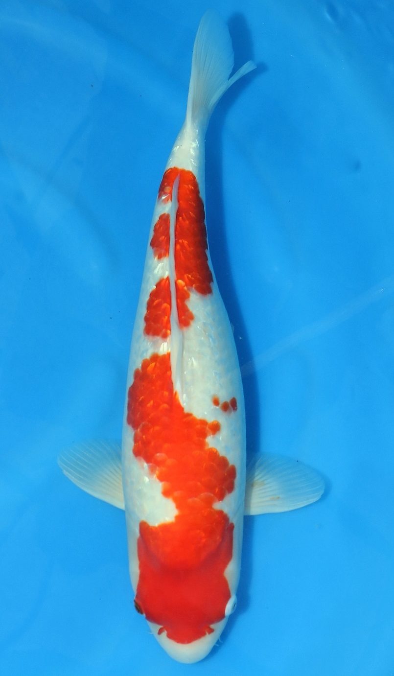 Gin Rin Kohaku LAKE - Grand Koi, LLC