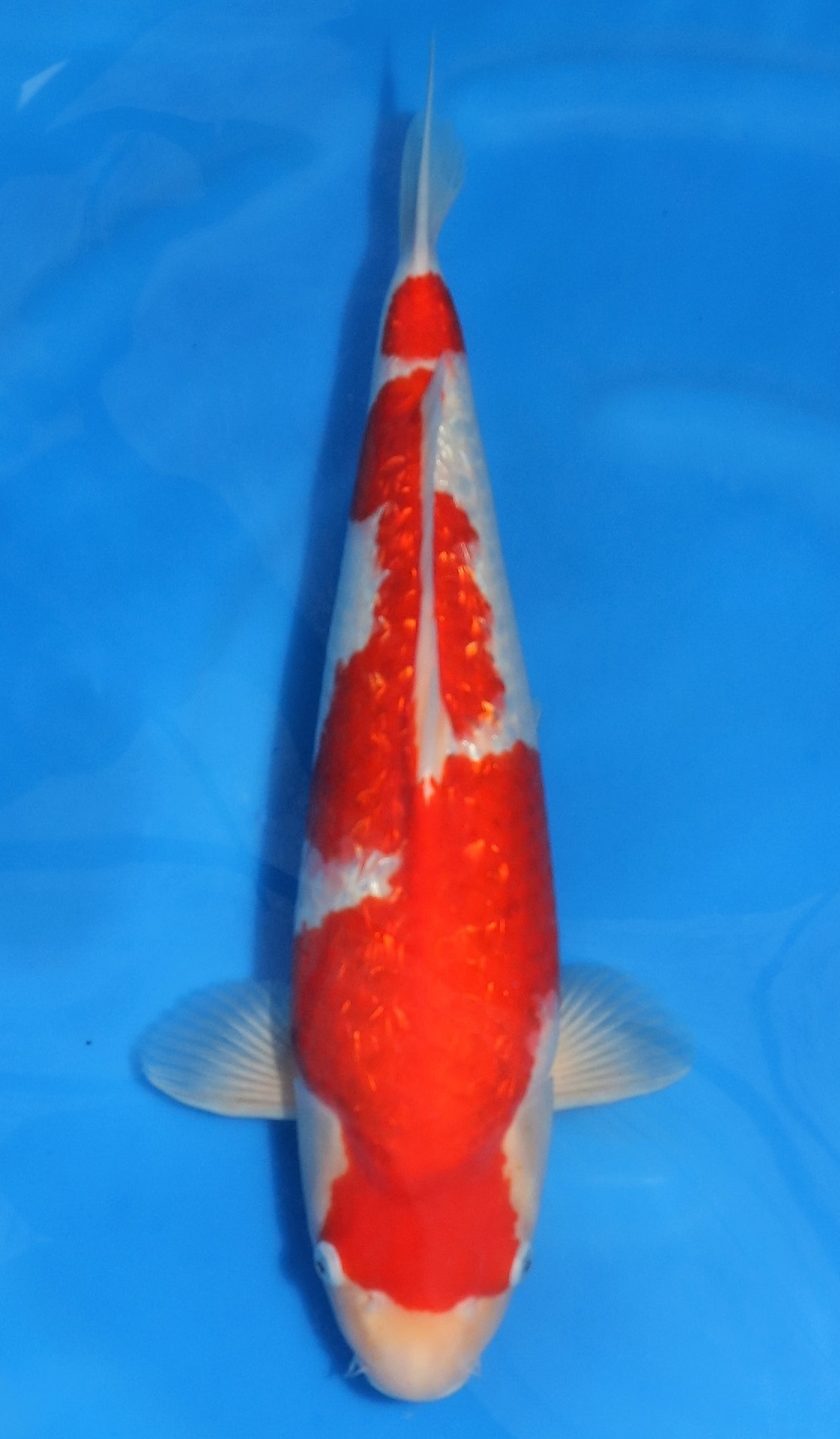 Gin Rin Kohaku SOLD - Grand Koi, LLC