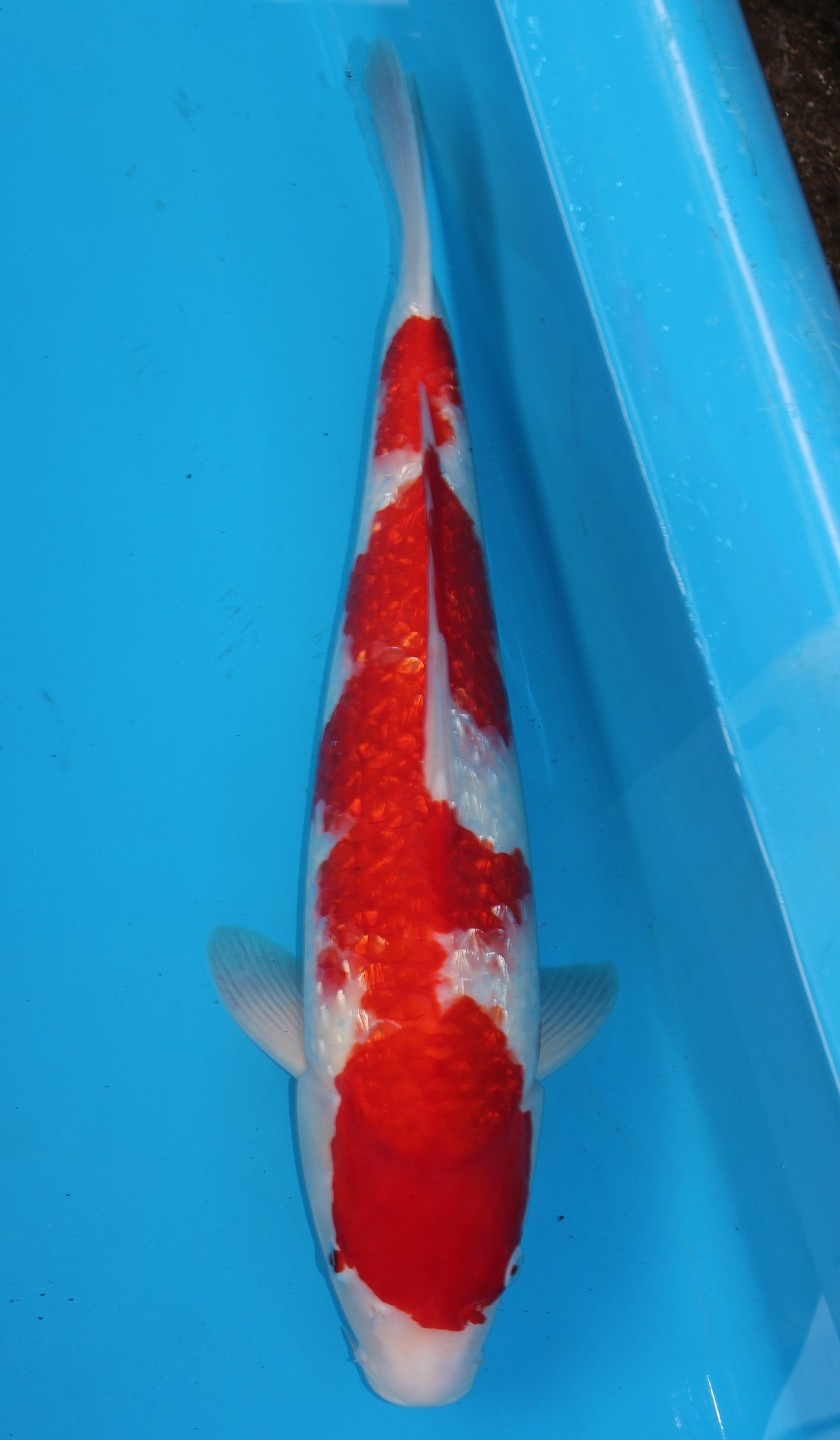 Gin Rin Kohaku - Grand Koi, LLC