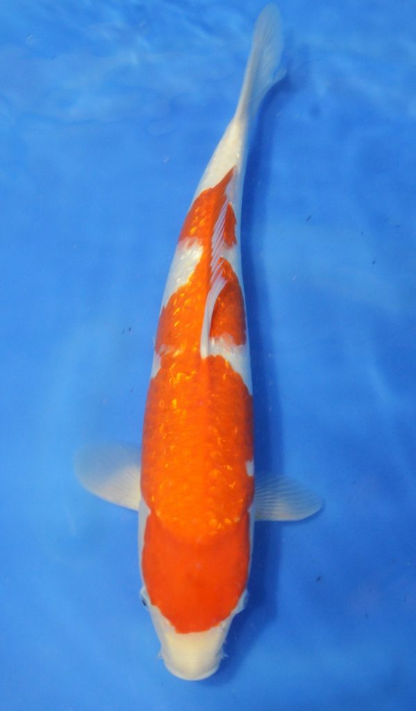 Gin Rin Kohaku - Grand Koi, LLC