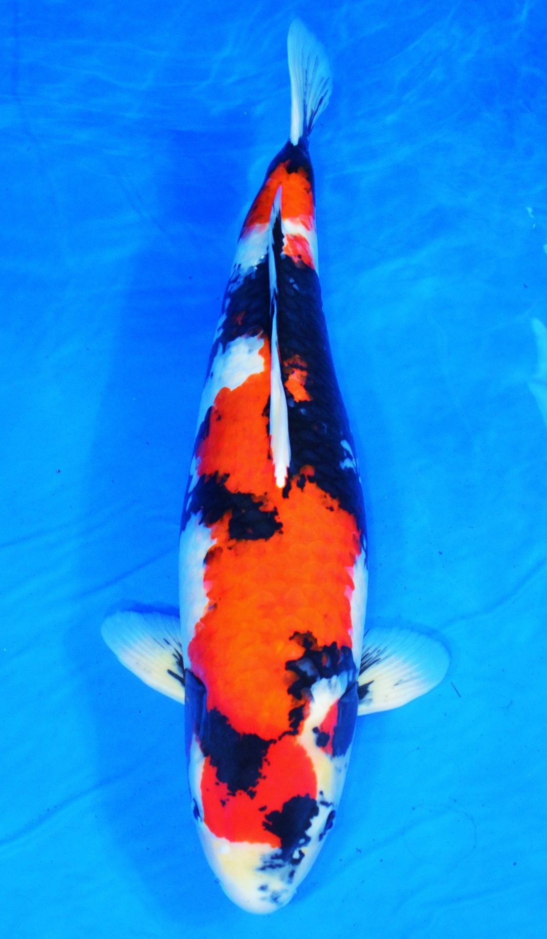 Showa SOLD - Grand Koi, LLC