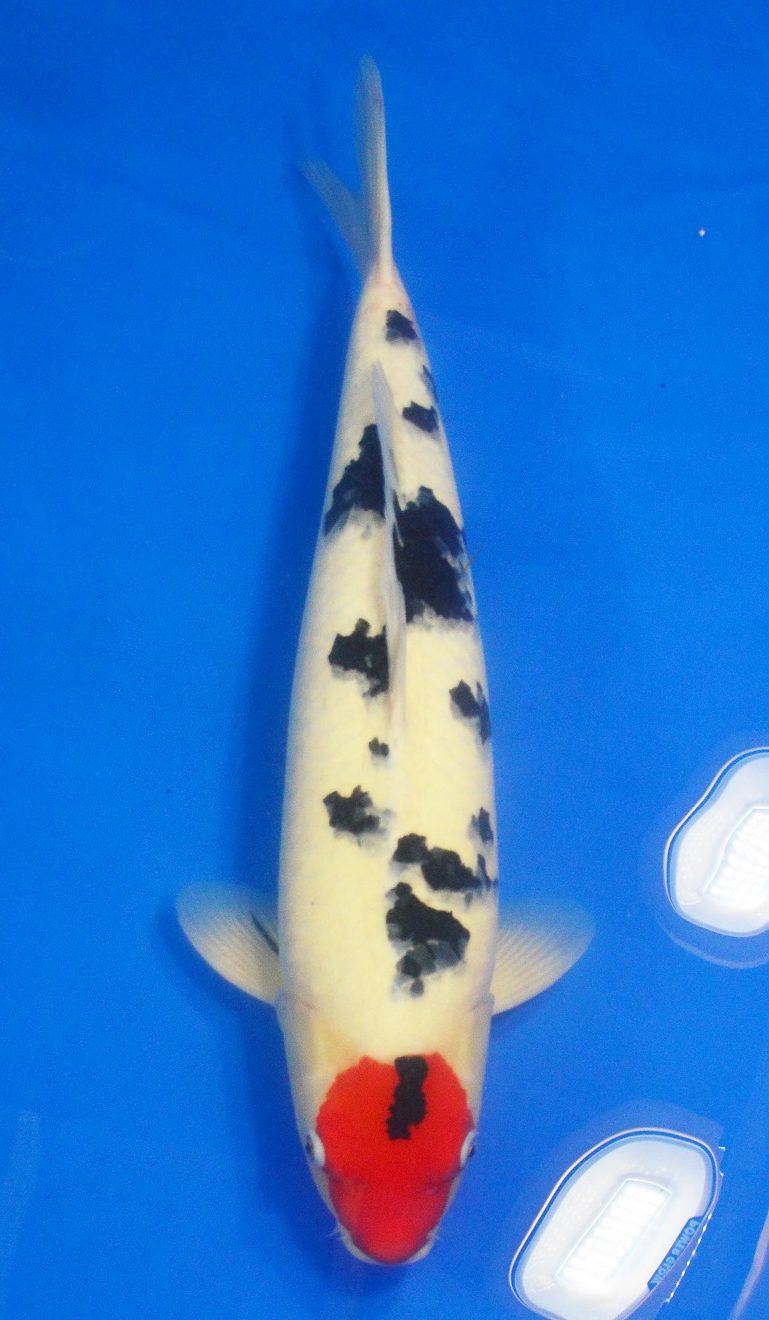 Tancho Sanke- SOLD - Grand Koi, LLC