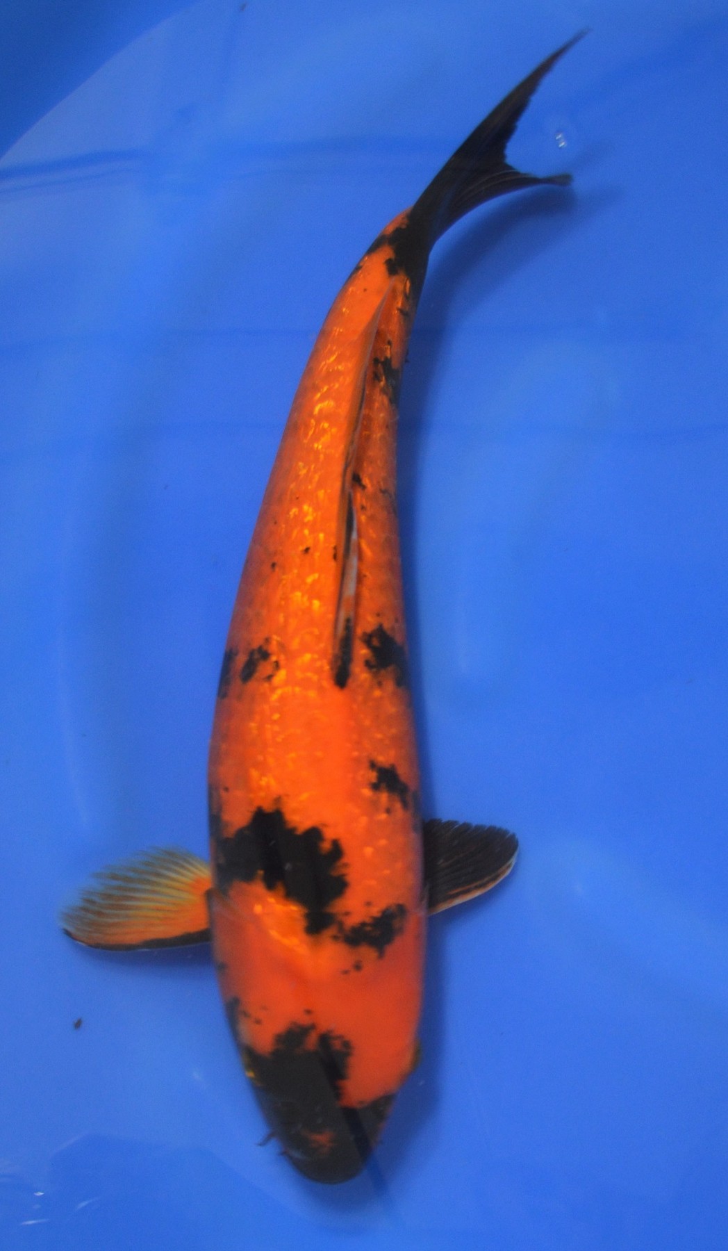 Hi Utsuri - Grand Koi, LLC