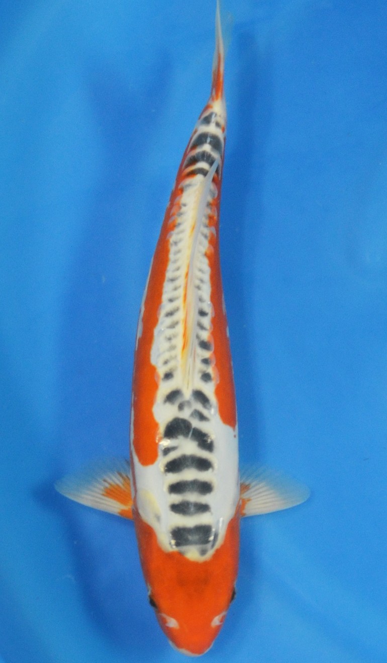 Shusui SOLD - Grand Koi, LLC