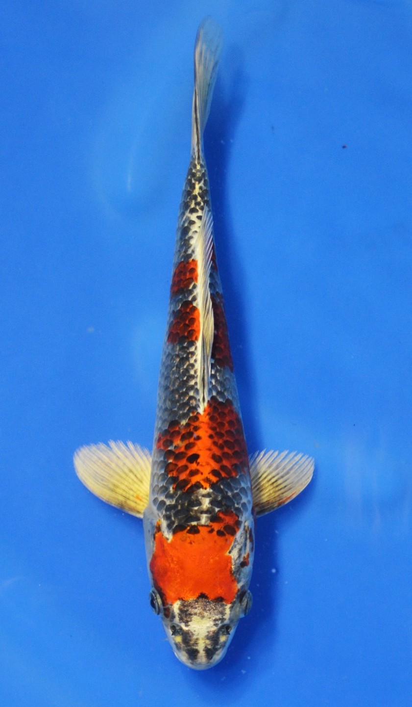 Kujaku SOLD - Grand Koi, LLC