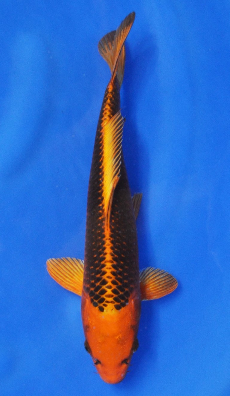 Kin Matsuba SOLD | Kin Matsuba SOLD Koi Fish for Sale