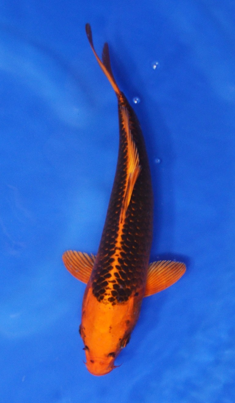 Kin Matsuba SOLD | Kin Matsuba SOLD Koi Fish for Sale