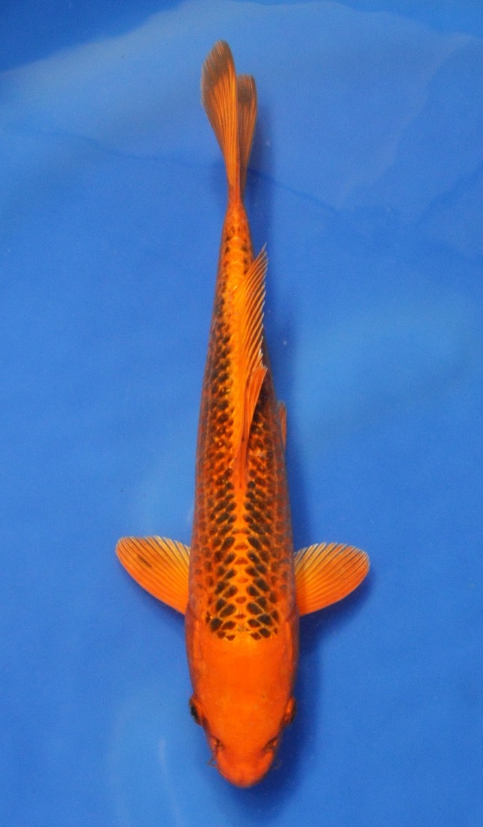 Matsuba SOLD | Matsuba SOLD Koi Fish for Sale