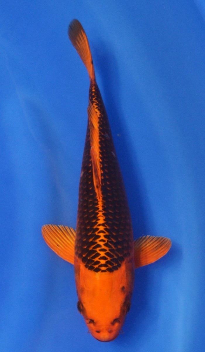 Kin Matsuba SOLD | Kin Matsuba SOLD Koi Fish for Sale