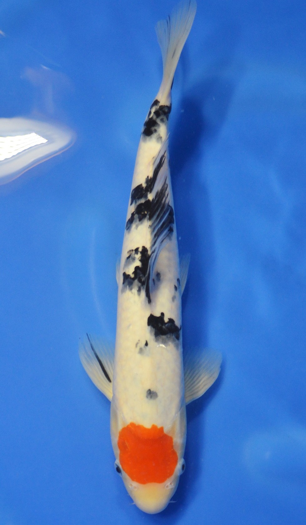 Tancho Sanke SOLD | Tancho Sanke SOLD Koi Fish for Sale