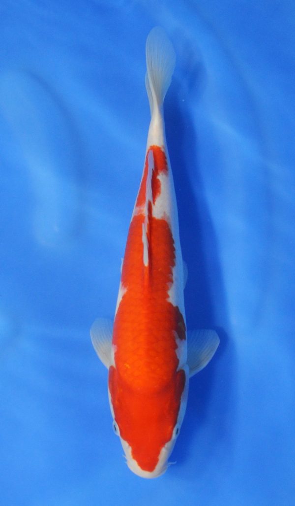 Kohaku S101