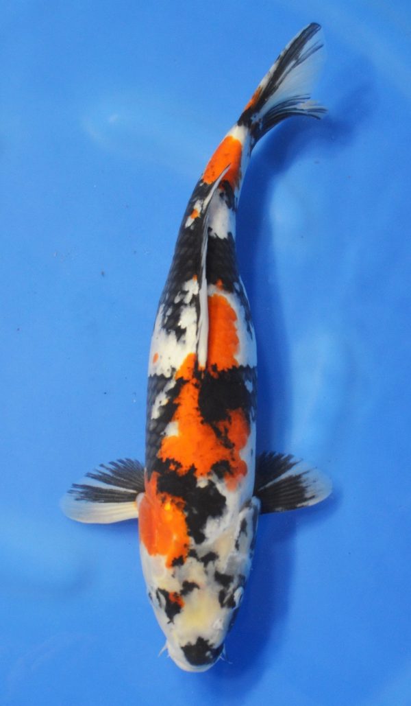 Showa SOLD