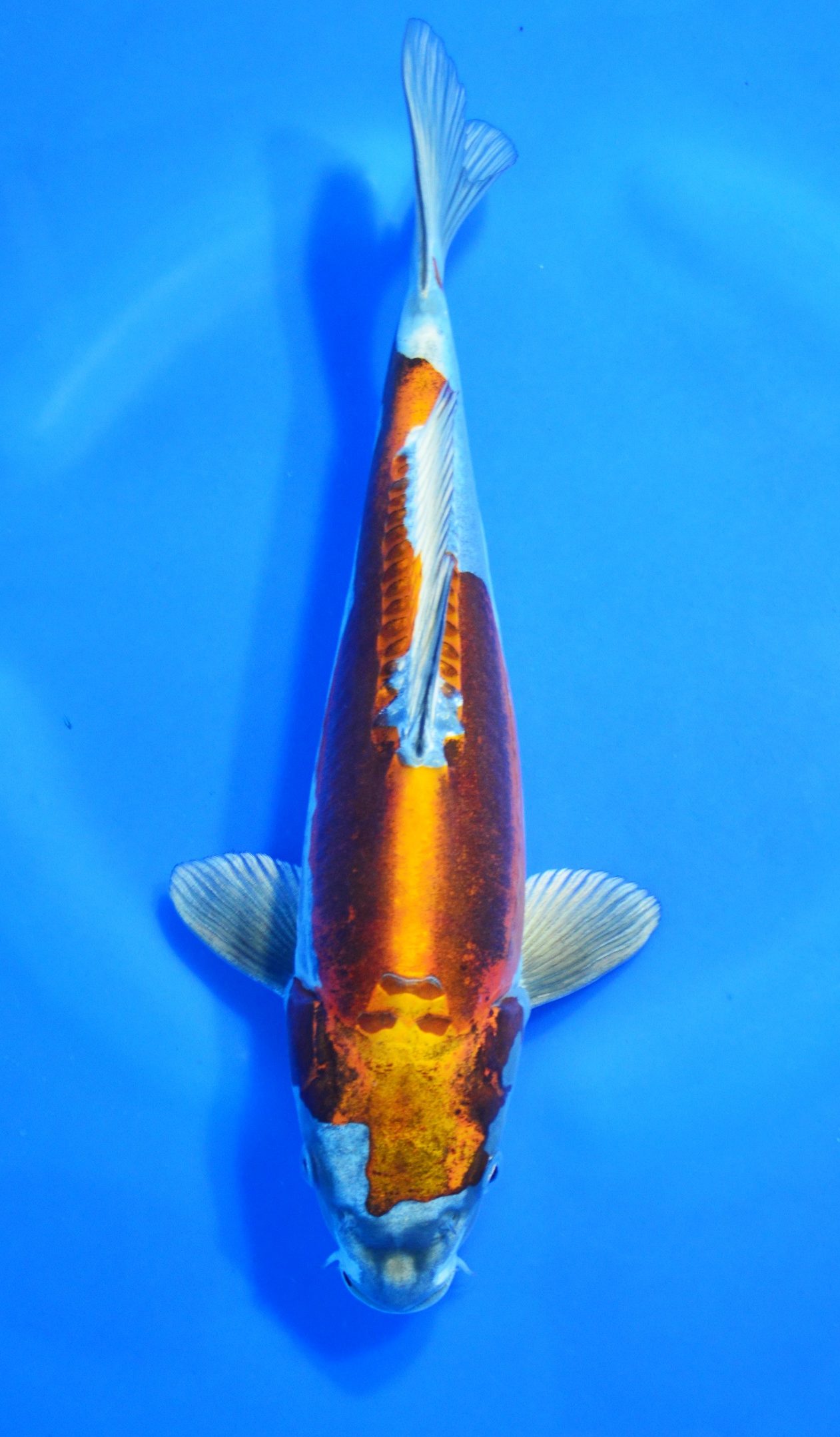 Kikusui SOLD - Grand Koi, LLC