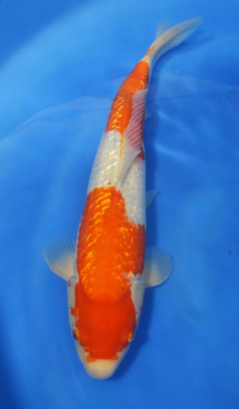 Gin Rin Kohaku - Grand Koi, LLC