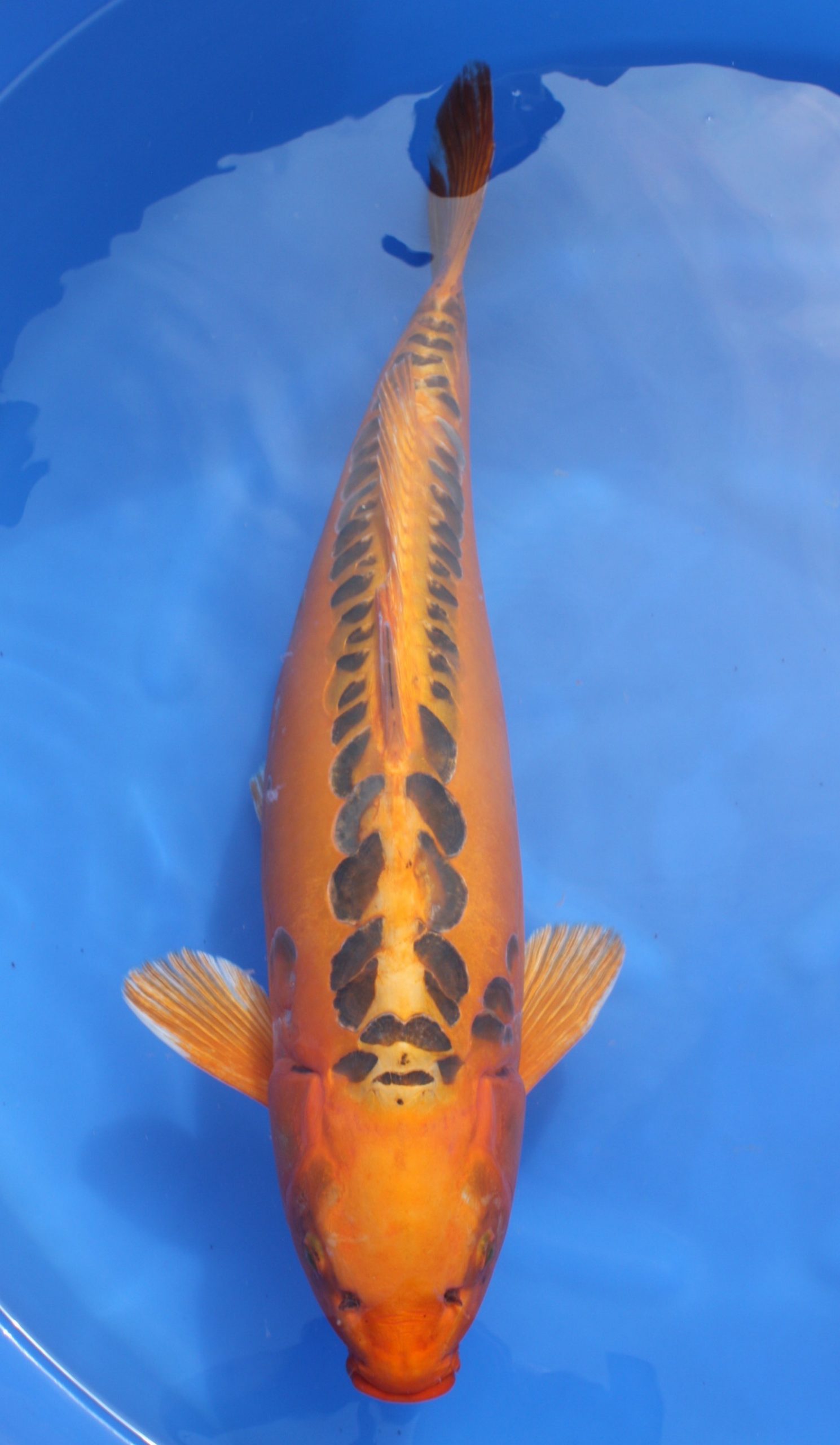 mizho-ogon-grand-koi-llc