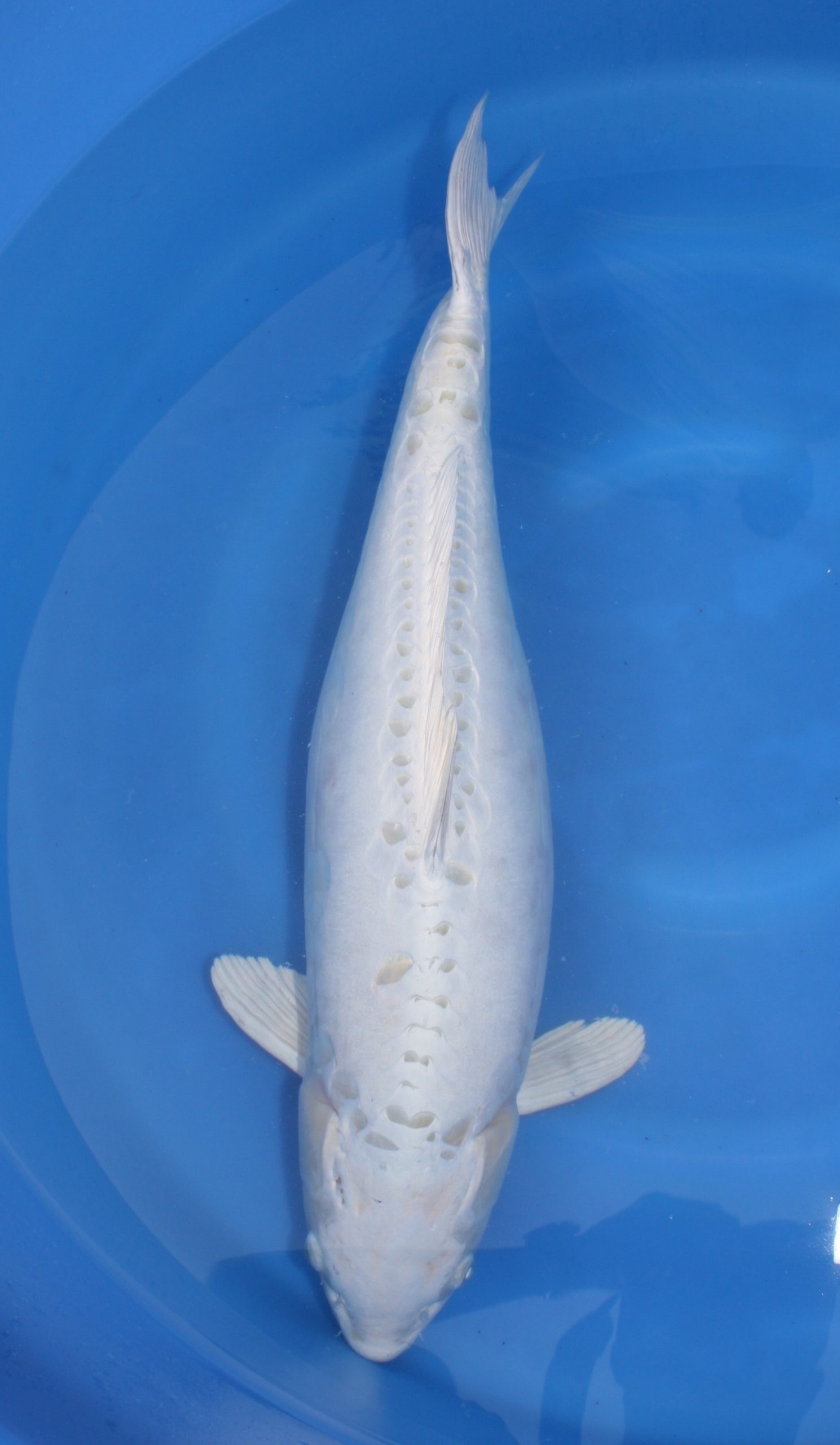 Doitsu Platinum Grand Koi Llc