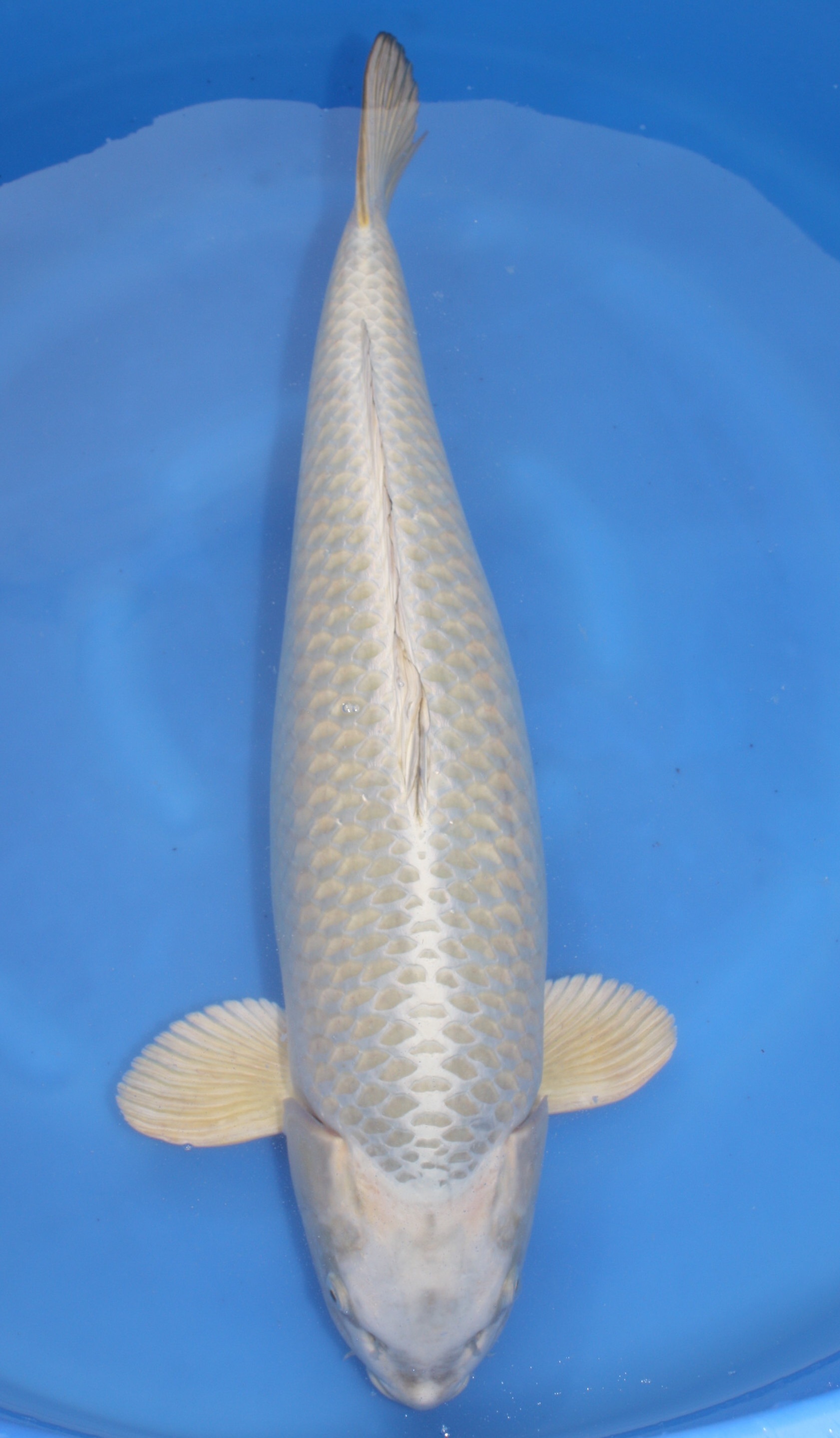 Platinum Ogon- SOLD - Grand Koi, LLC