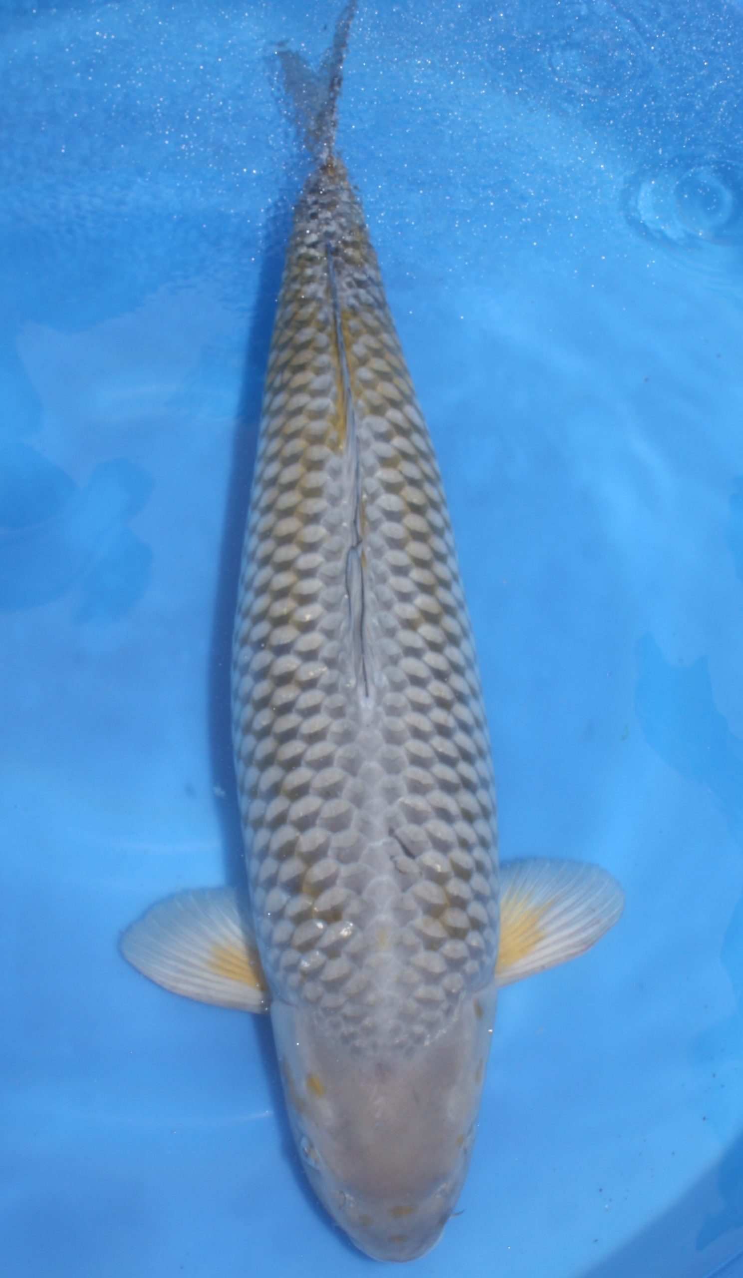 Ochiba- SOLD - Grand Koi, LLC
