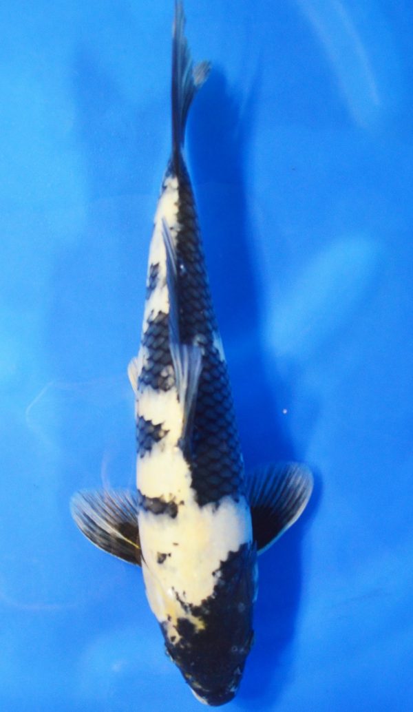 Shiro Utsuri DIED