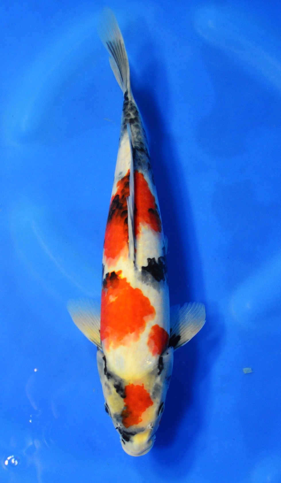 Showa DEAD - Grand Koi, LLC