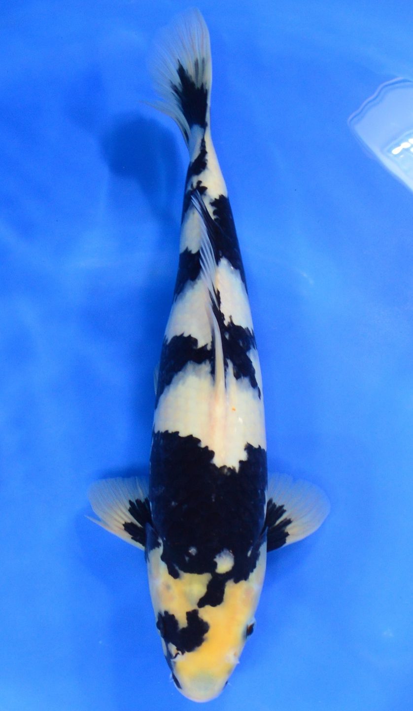 Shiro Utsuri SOLD - Grand Koi, LLC