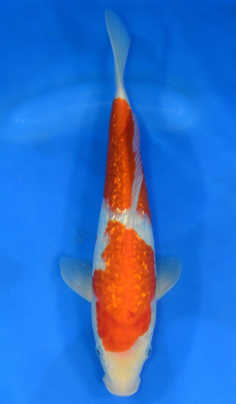 Gin Rin Kohaku - Grand Koi, LLC