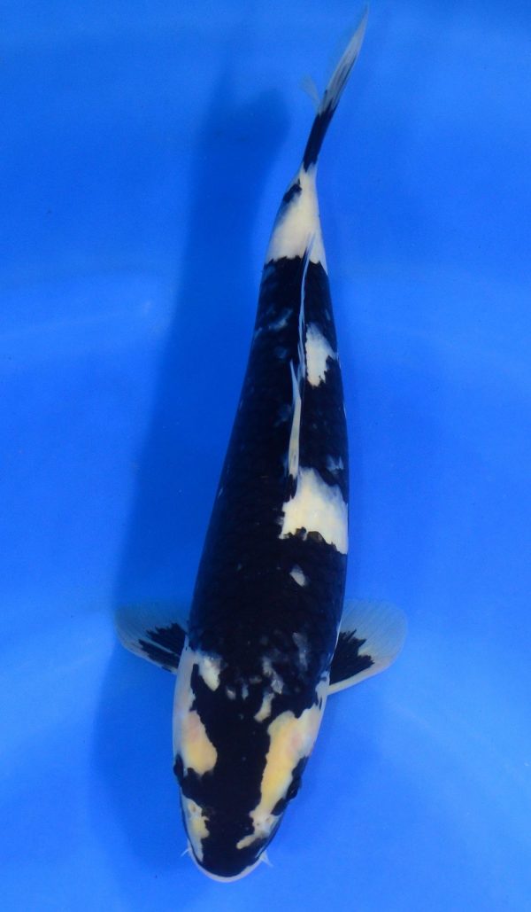 Shiro Utsuri SOLD